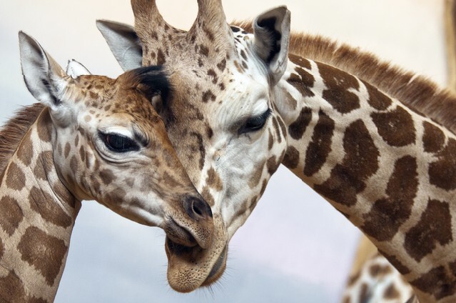 A young and an adult giraffes
